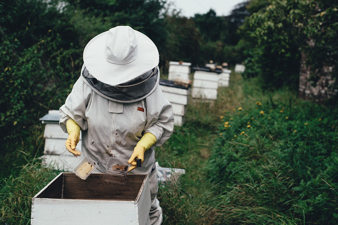 Beekeeper | Annie Spratt | unsplash.com